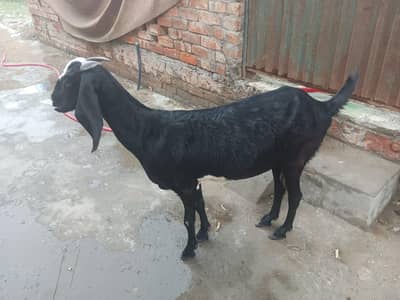 goat ghr I pali hoi hai. beetle nasal ha 03237612621