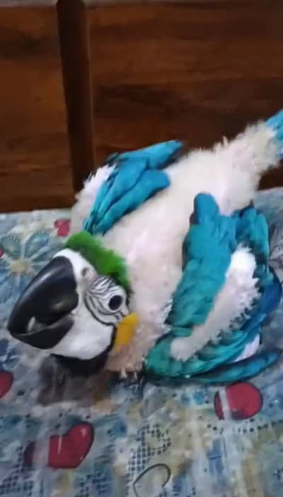 Blue gold macaw Triton umbrella cockatoo
