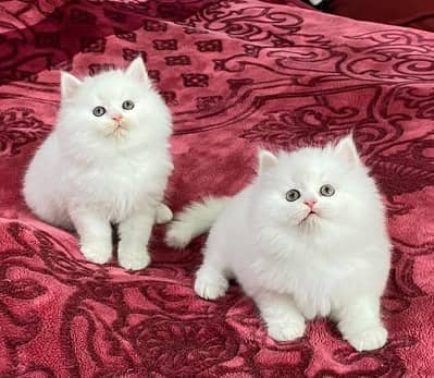 CASH ON DELIVERY( TRIPLE coated punch face healthy kittens blue eye
