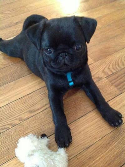 Female Pug puppy