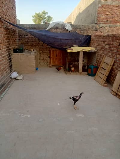 5 month ka asil murga