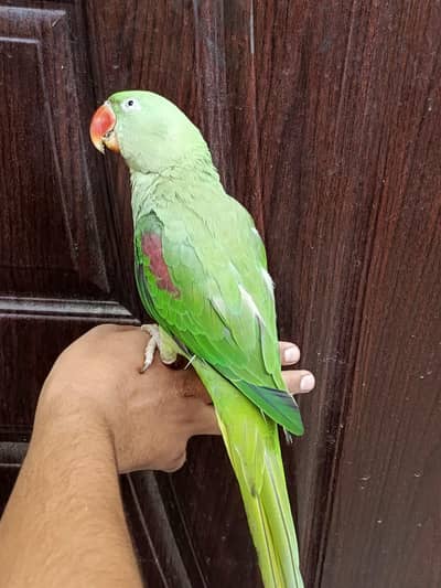 Hand tame Pahari tota with cage