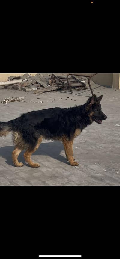 german shepherd Dog | Male long coat Dog | gsd dog_family dog