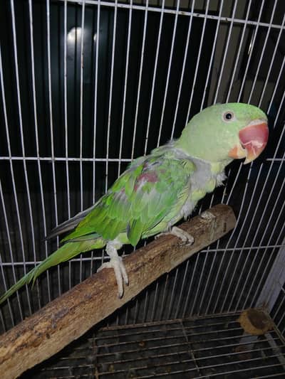 Raw Parrot Male And Cage For Sale