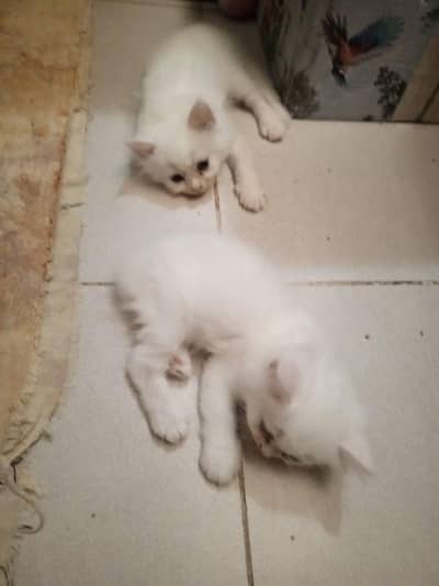 Triple coated Persian kittens