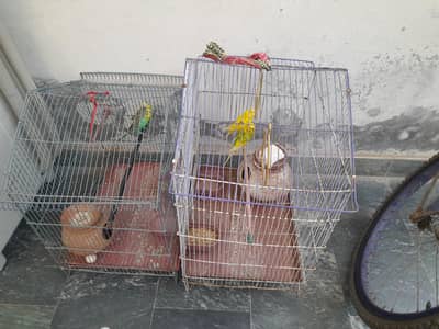 australian parrot