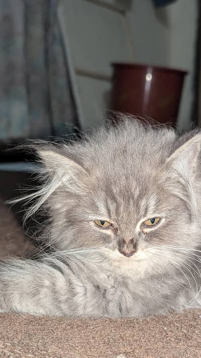 Persian Cat