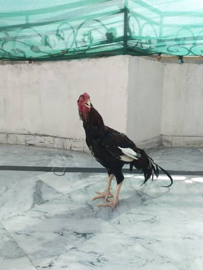 Aseel Murga