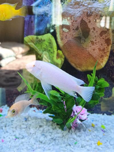 Snow White Socolofi African Cichlid