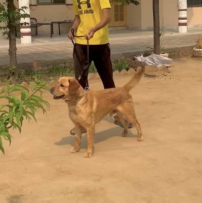 Labrador Male