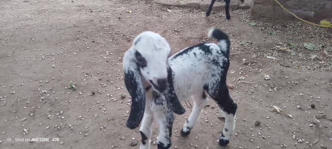 bakri 2 baby