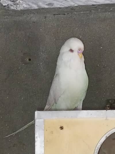 exhibition male