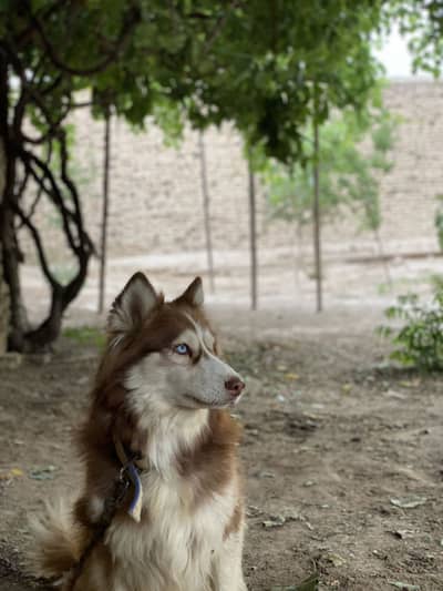 Siberian husky full coat