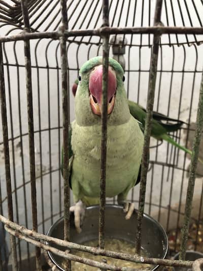Ring neck mountain green parrot