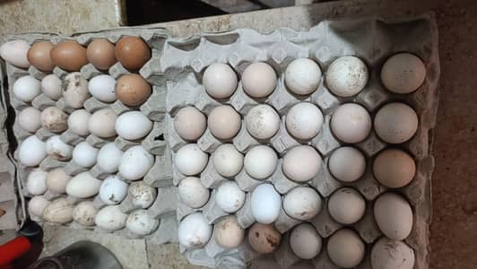 Desi eggs for sale