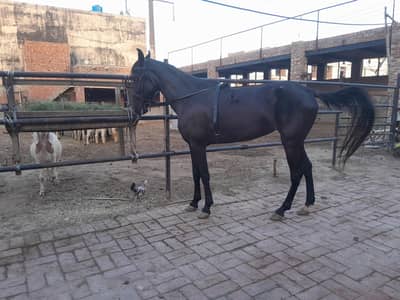 Urgent sale Desi horse