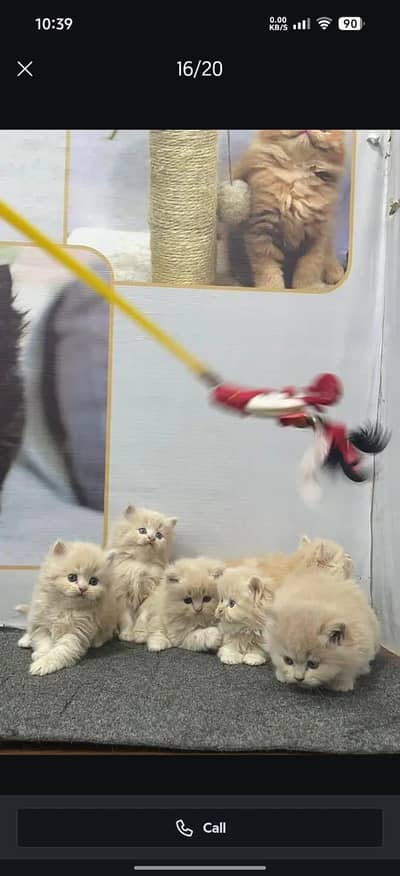 cash on delivery parshion kitten cat male female