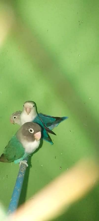 blue fisher and blue personta