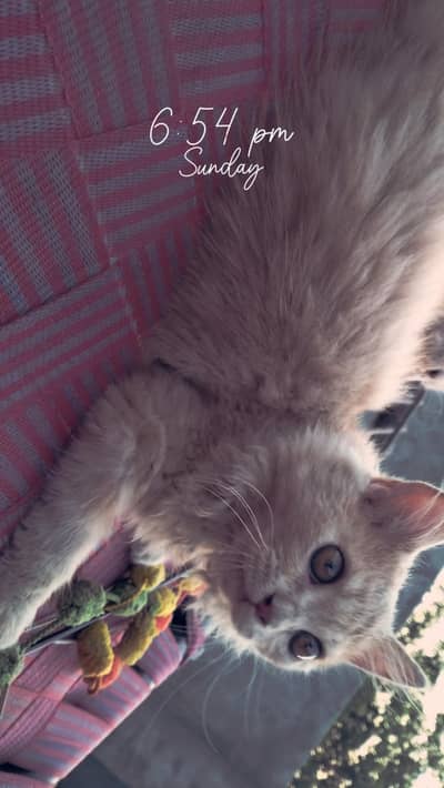 Perisan kitten @ White kitten @ kitten @ cat @ Siamese @ perisan
