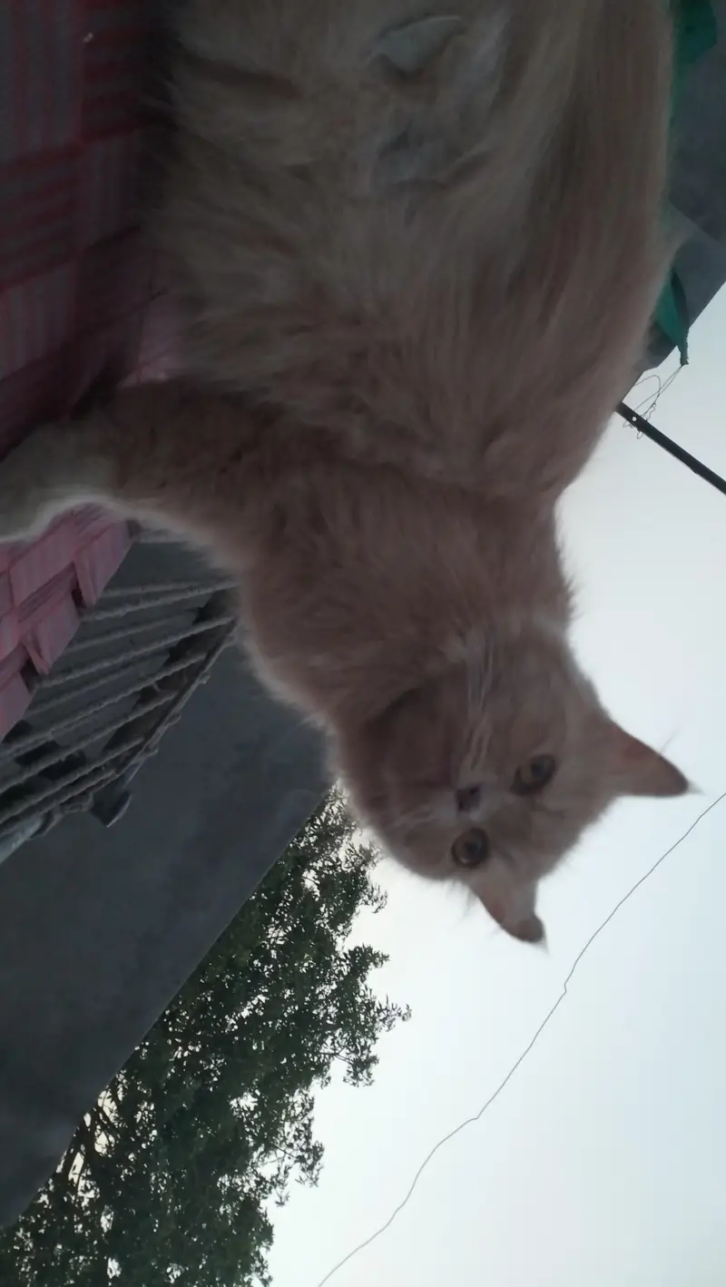 Perisan kitten @ White kitten @ kitten @ cat @ Siamese @ perisan — photo 4