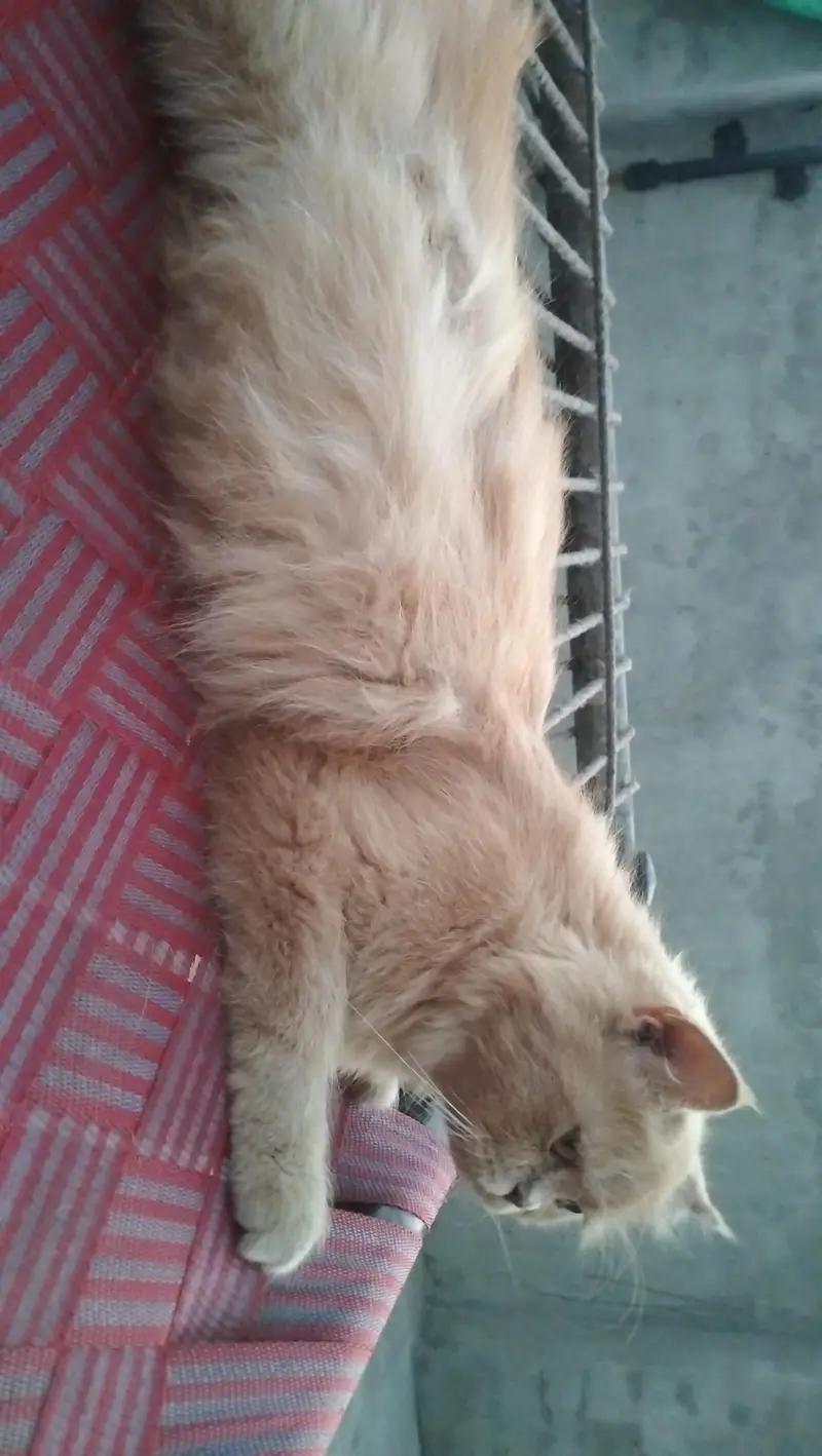 Perisan kitten @ White kitten @ kitten @ cat @ Siamese @ perisan — photo 5
