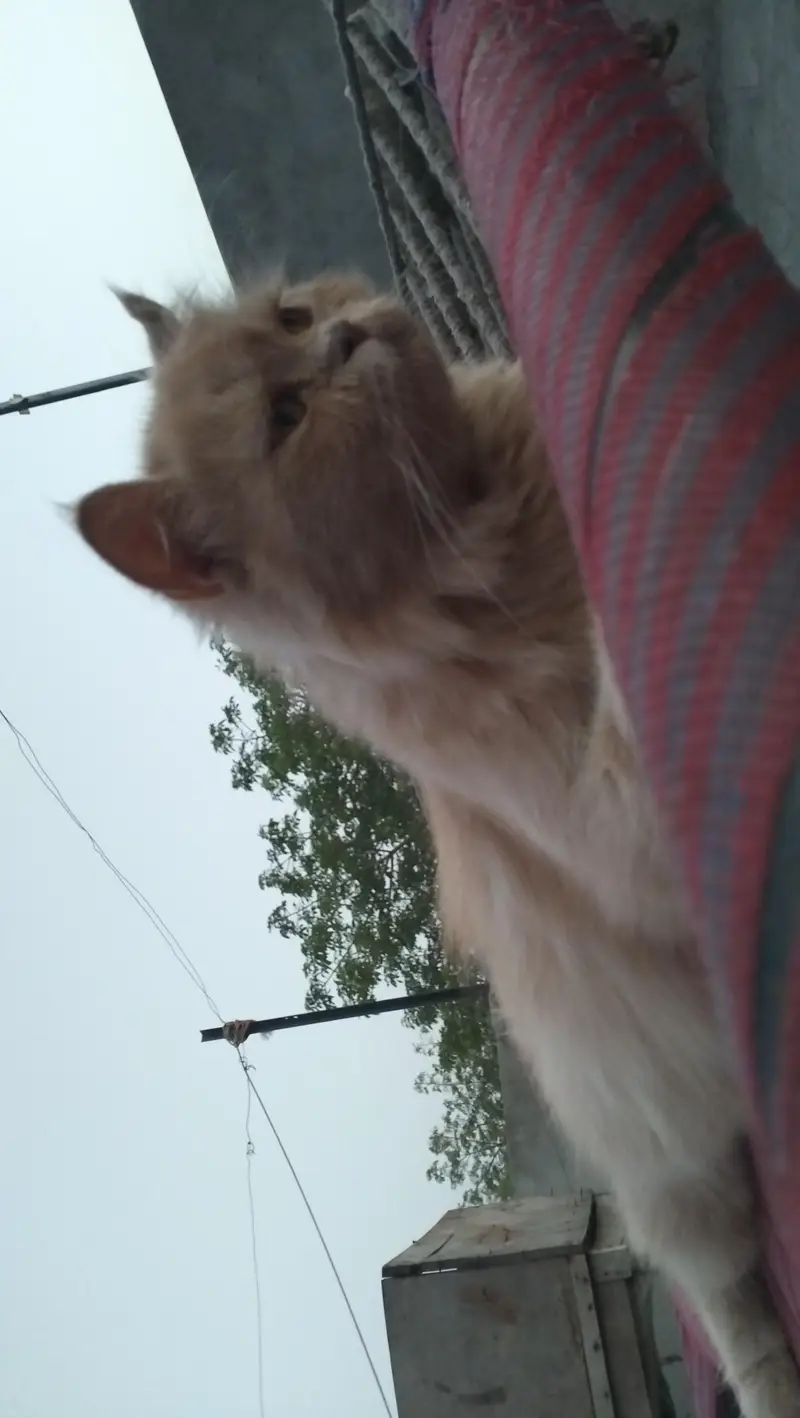 Perisan kitten @ White kitten @ kitten @ cat @ Siamese @ perisan — photo 6