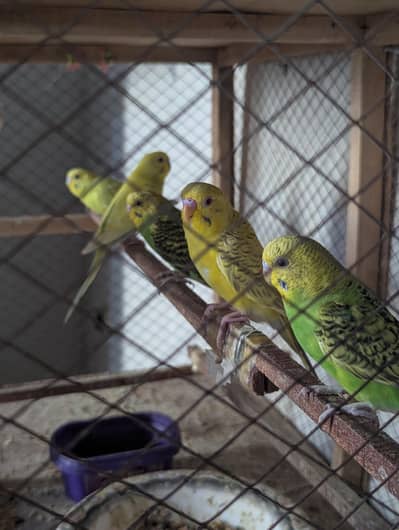 budgies