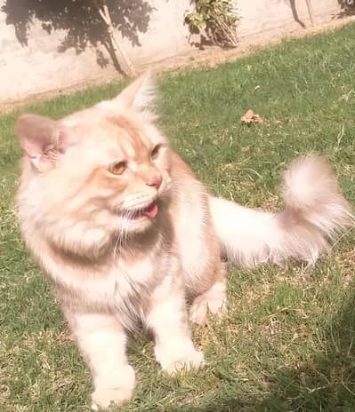 PERSIAN MALE CAT FOR STUD / VACCINATED/ OFFER
