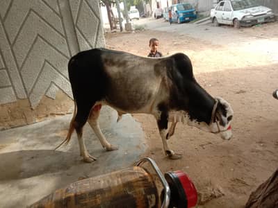 kheera bachra forSalev v