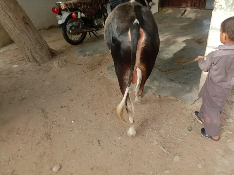 kheera bachra forSalev v — photo 2
