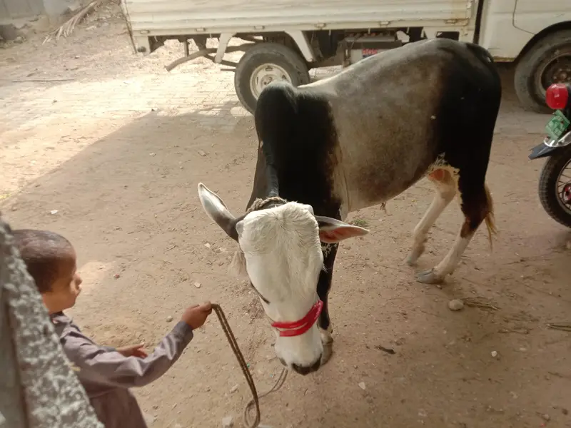 kheera bachra forSalev v — photo 4