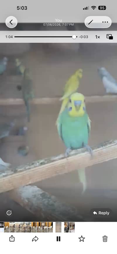 Budgie colony for sell