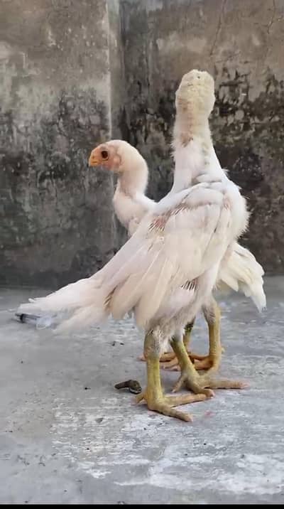 Parrot Beak Quality Chicks Long Tail High Face Quality