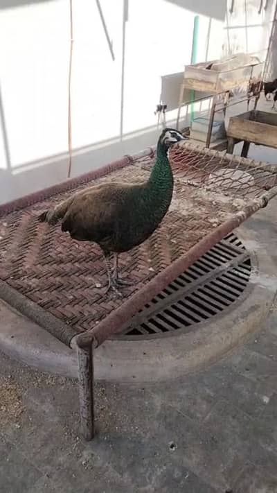 Peacock