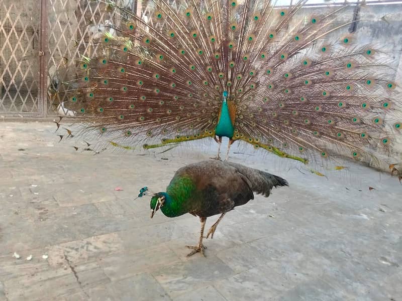 Peacock 3