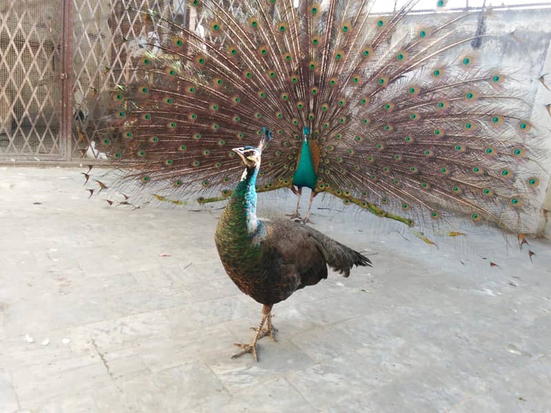 Peacock 4