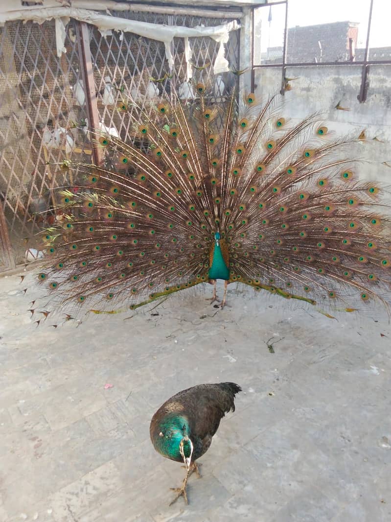 Peacock 5