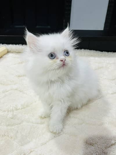 Triple Coated Punch Face Kittens