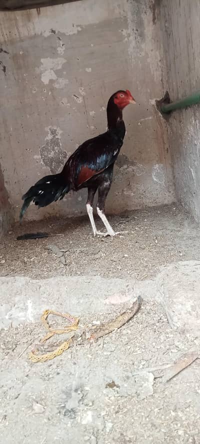 Aseel Mianwali