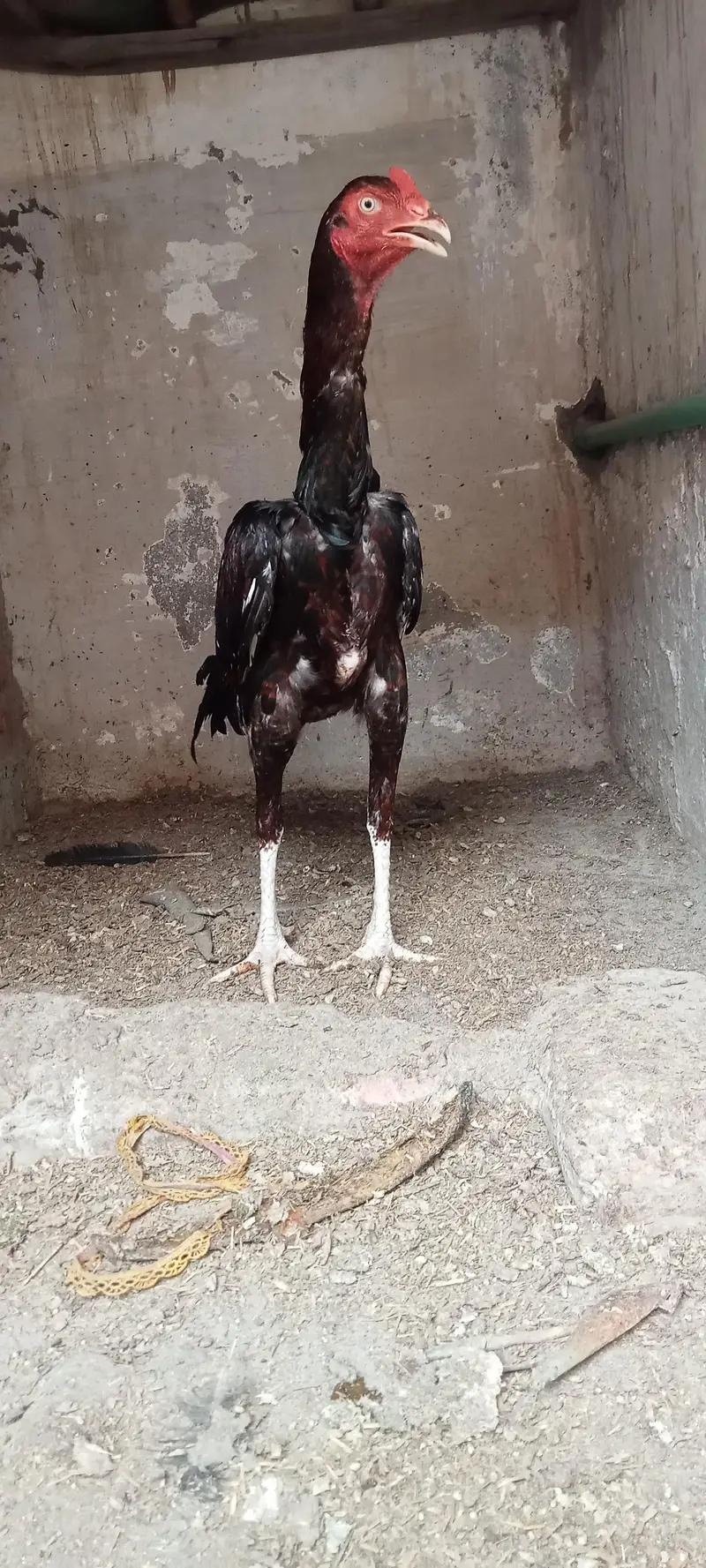 Aseel Mianwali — photo 2