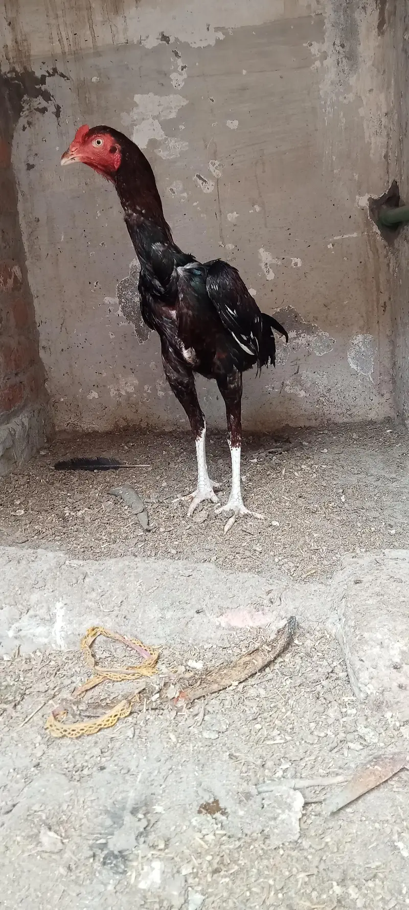 Aseel Mianwali — photo 3