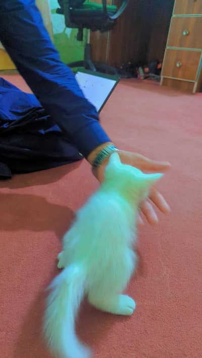 persian kitten