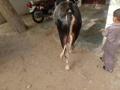 kheera bachra for sale