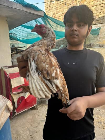 Aseel cheeni madi for sale heathy and active