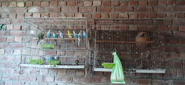 3 cage