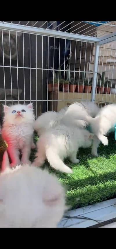 Quality Persian Punch face cat & kitten is03194866952Whatsapp