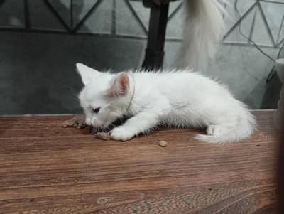 Persian kittens