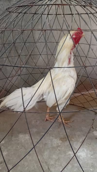 Aseel Heera | whiteA seel chicks | Black miawali Male | hes for sale
