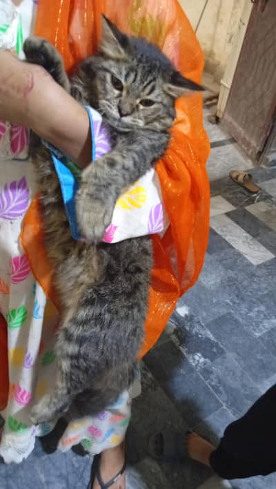 bilful fit cat Hain male Hain zarurt Hain es liye sale kr rahy