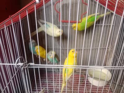 Australian parrots
